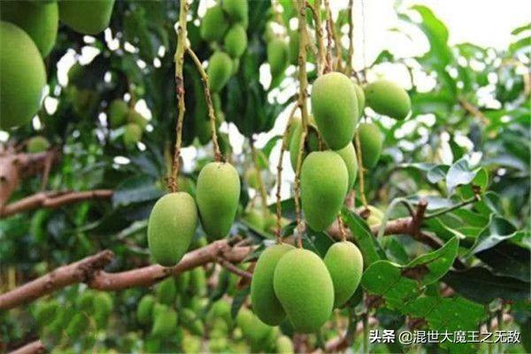 芒果盆栽种植方法，芒果盆栽种植方法(图文)