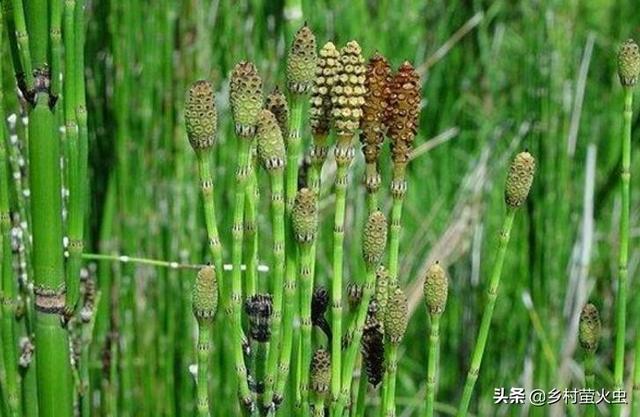 萝卜茎叶有什么功效(图2)