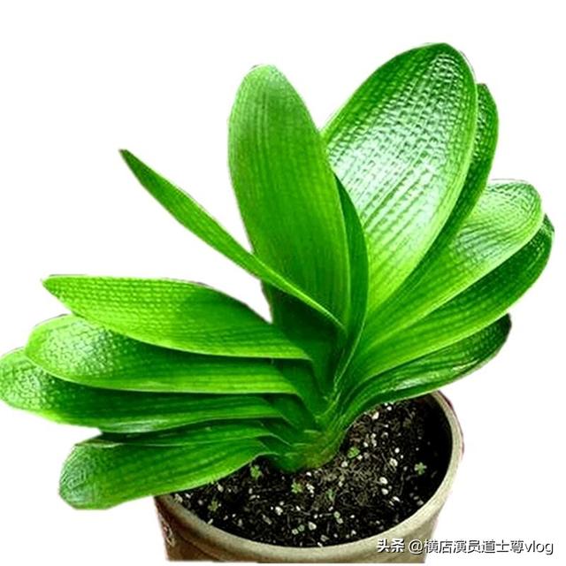 楼顶花园可以种植桂花吗,楼顶花园可以种植桂花吗视频