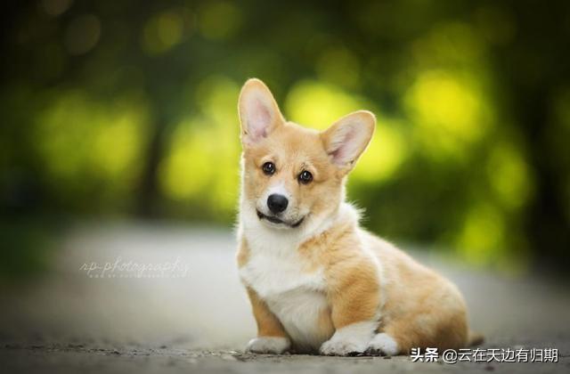什么动物对人类更友好,第14张