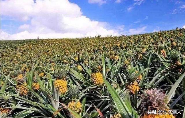 灵芝花园种植视频大全图片,灵芝花园种植视频大全图片欣赏