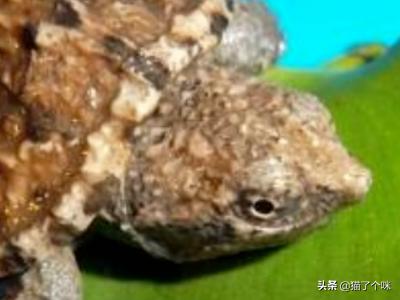 佛鳄龟怎么养才爆刺