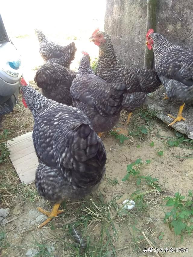 养牛前景养牛前景如何