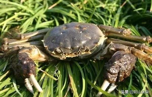 河蟹养殖池水草-河蟹养殖池水草怎么养