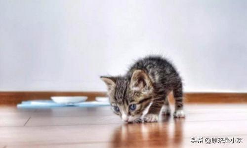 2024猫咪可爱的名字（跟猫相似的名字可爱？）