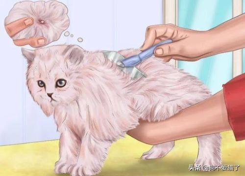 猫咪拉稀但精神很好是怎么回事啊,第3张