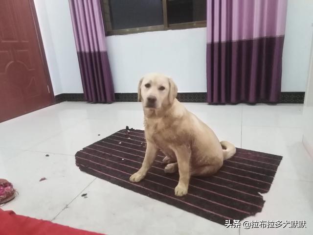 拉布拉多犬，看家怎么样打架厉害吗