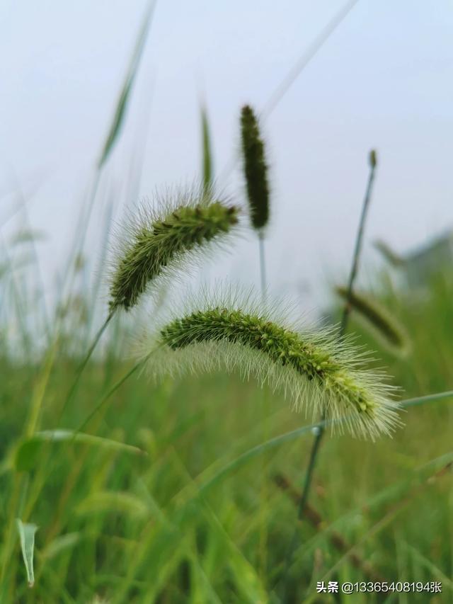 狗尾巴草有什么寓意吗,第2张