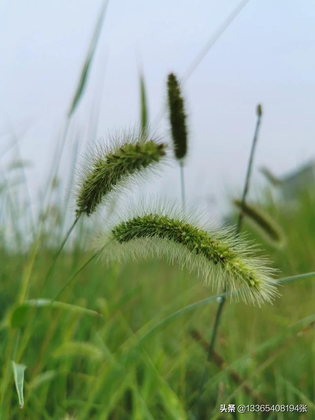 狗尾巴草的花语?狗尾巴草的花语和寓意!