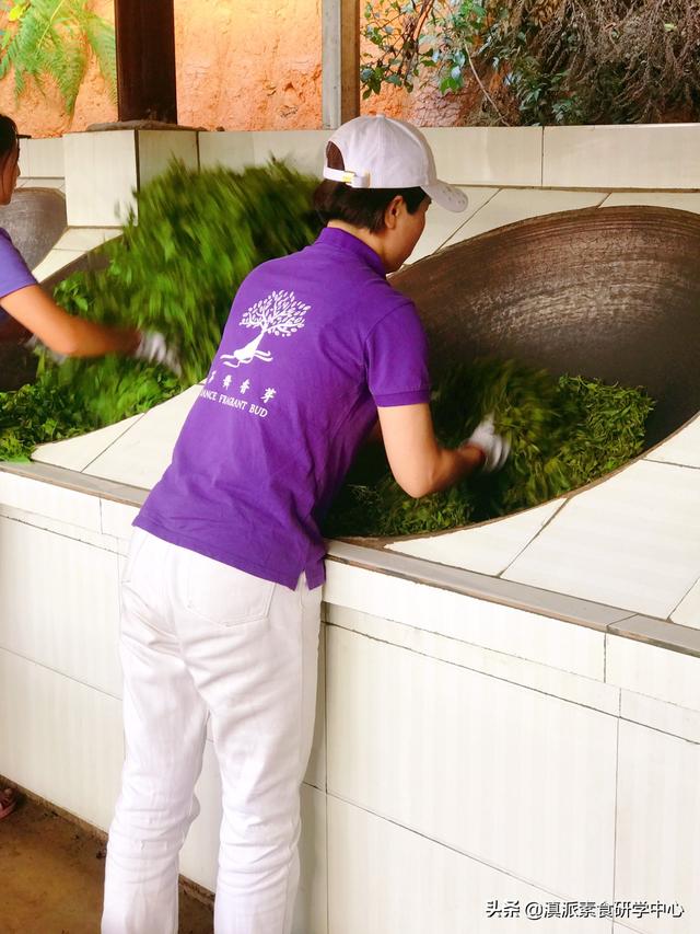 云南普洱市思茅区摘樱桃农庄排名一览表,思茅哪里可以摘樱桃