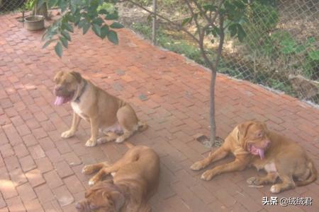 各种大型猛犬一览,第17张