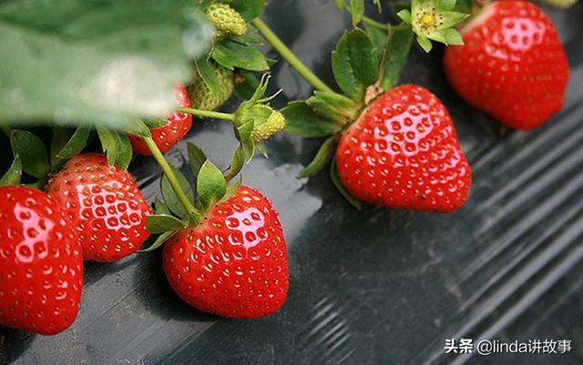 草莓罐头怎么做存放时间长 草莓罐头怎么做 