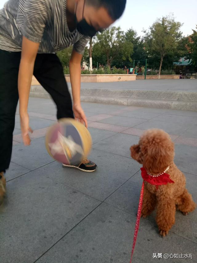 大家的狗狗都让上沙发和床吗,第7张