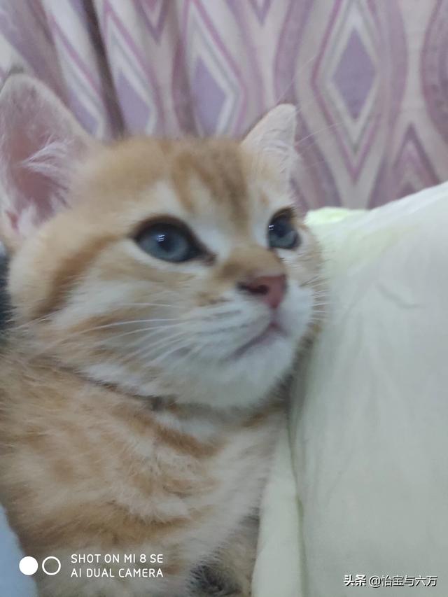 怎么判断猫驱虫成功了