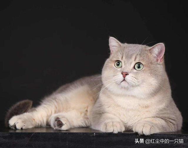 宠物虎斑黑猫价格，宠物虎斑黑猫价格多少