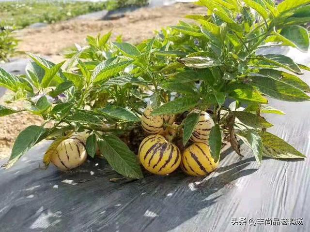 云南丽江市古城区摘水果评价好的农家乐哪里又好又便宜,丽江附近哪里有果园采摘