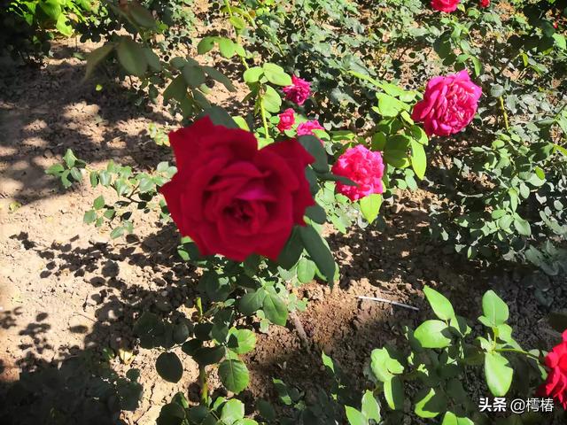 塞翁失马说明了一个什么道理