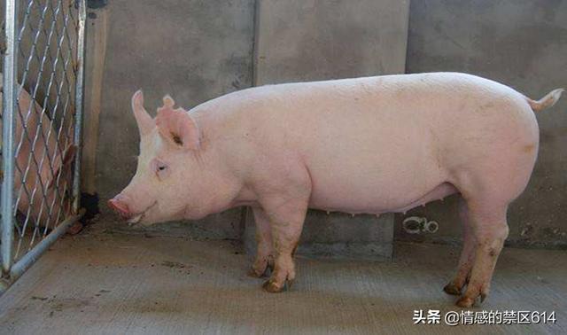母猪用阉割吗？怎样养好母猪,第14张