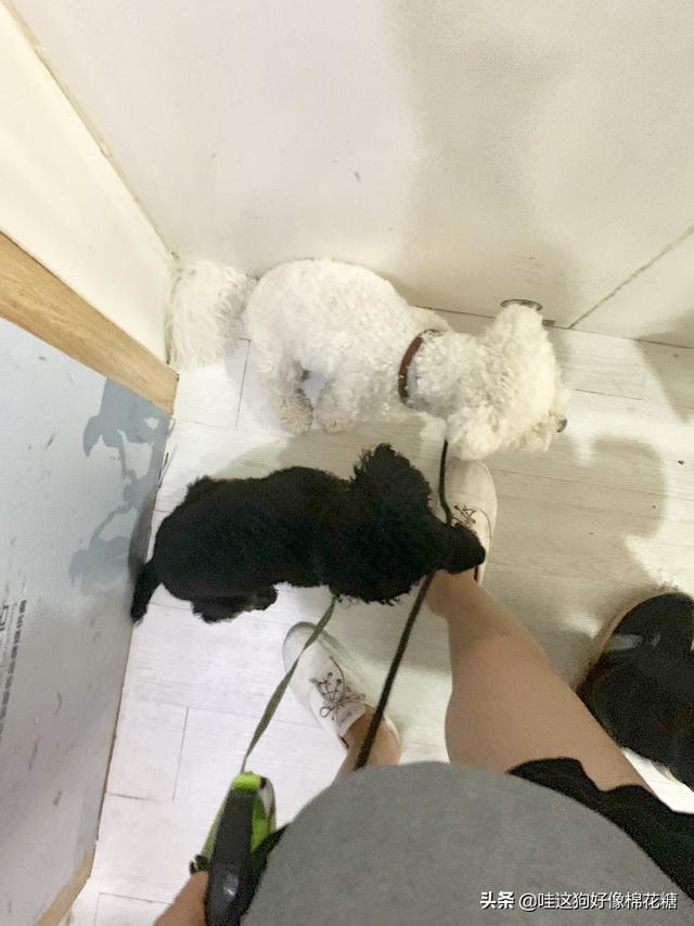 家里新来一只狗狗，两只狗要怎么相处啊,第5张