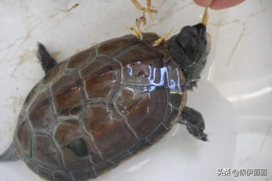 卧室里养乌龟好不好？-{为什么卧室里面不能养乌龟？}-图1