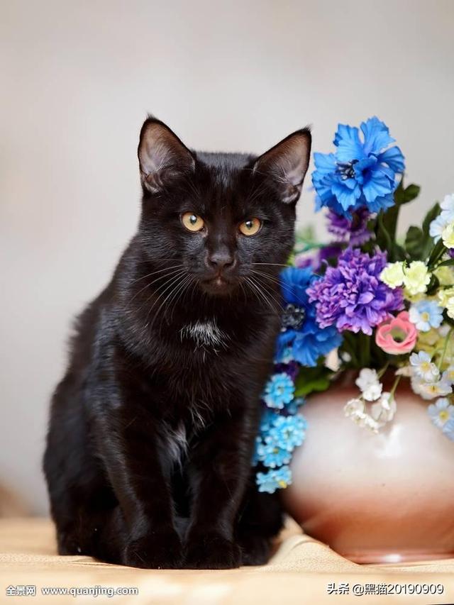 哪些宠物猫比较温顺，比较适合家里饲养,第4张
