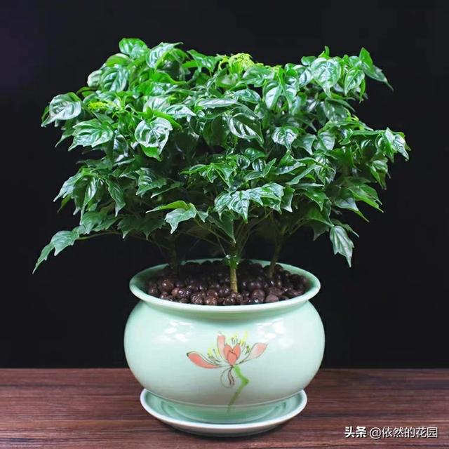 窗台的花实在台美太漂亮了-窗台的花风景图