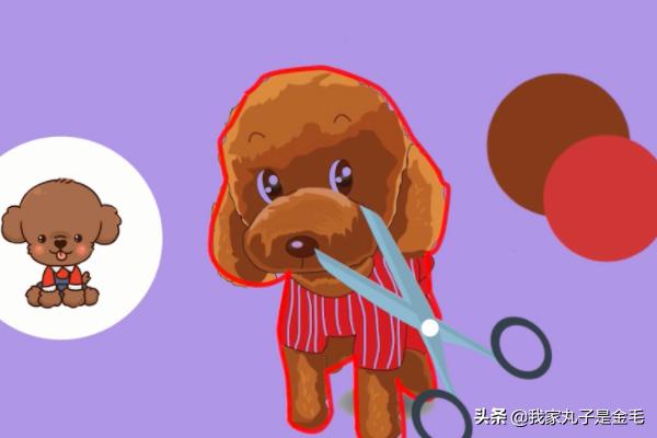 貴賓犬圖片?貴賓犬圖片大全大圖!