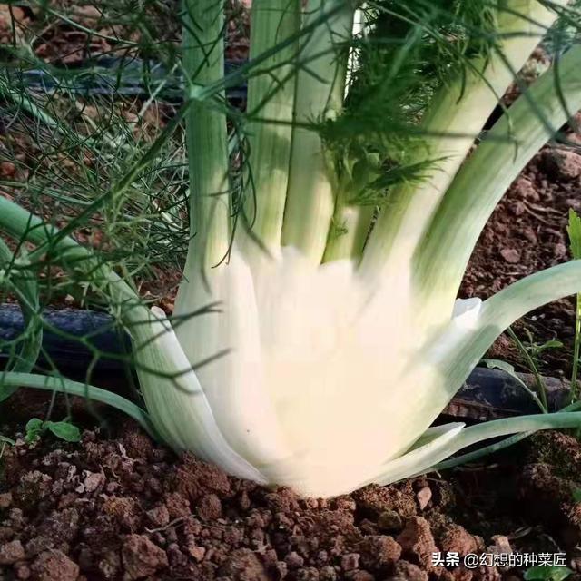 特种蔬菜 （特种蔬菜品种大全）