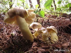 贵州平菇种植技术 贵州平菇种植技术与管理