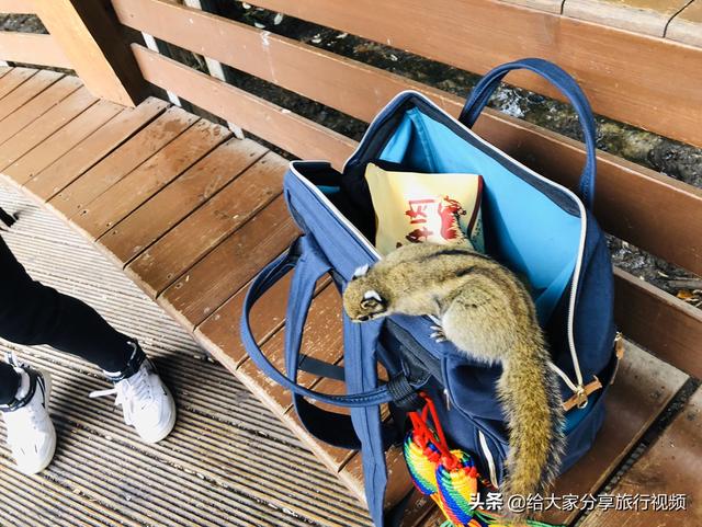 迪庆藏族自治州香格里拉市纸飞机账号购买