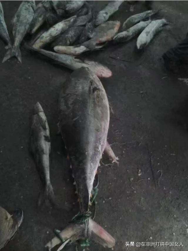 热带鱼要怎么吃才好吃(图12)