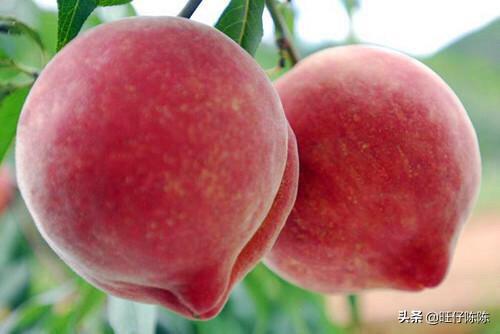 云南丽江市古城区摘水果评价好的农家乐哪里又好又便宜,丽江附近哪里有果园采摘