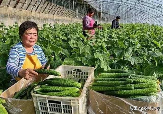 大棚蔬菜种植夏天，大棚蔬菜种植夏天可以种吗