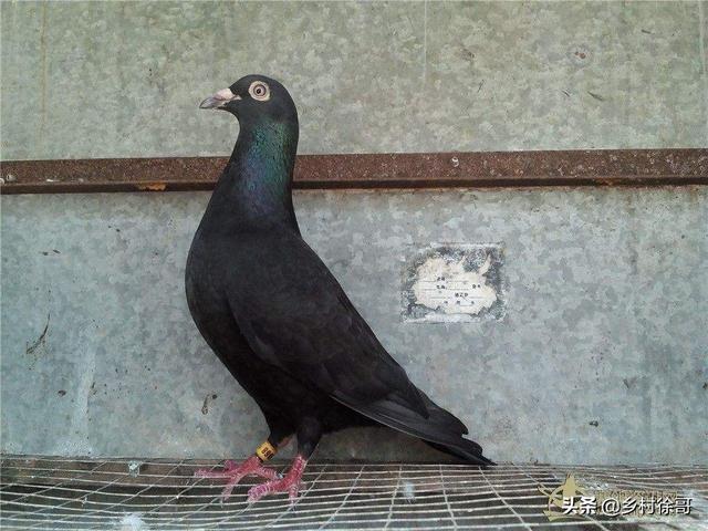 跨境社团申请书怎么写