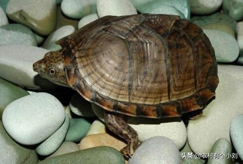 农村养乌龟赚钱可行吗,第3张