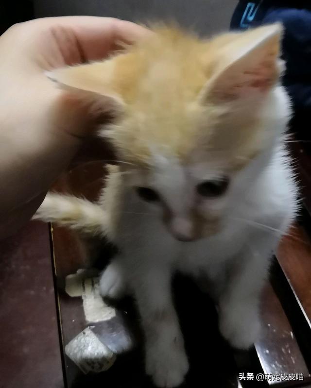 正规领养宠物猫的平台是，正规领养宠物猫的平台是哪个