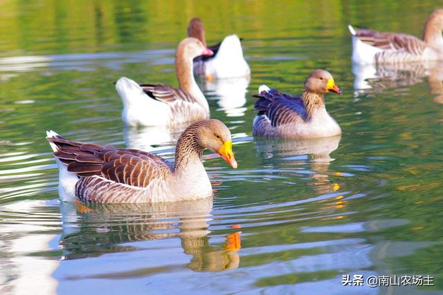 今日帮忙 养鹅没销路 养殖户犯-今天养鹅挣钱吗