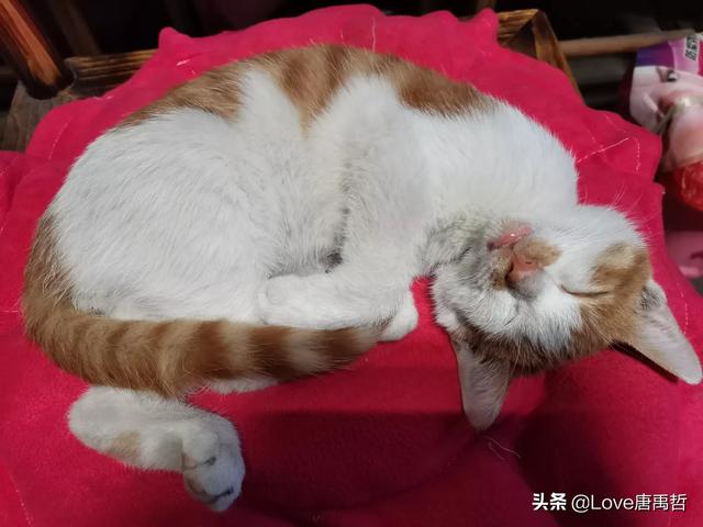 如果不喂猫粮，可以给猫猫做点什么吃
