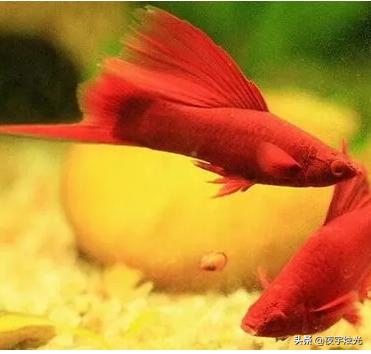 寵物魚種類?寵物魚種類圖片大全和名字!