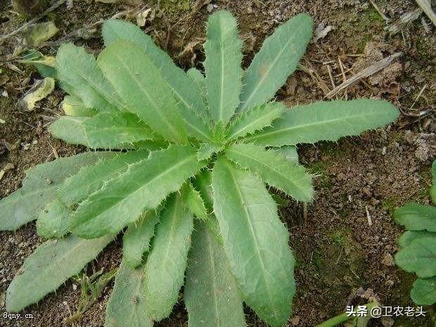 刺儿菜?刺儿菜的功效与作用!