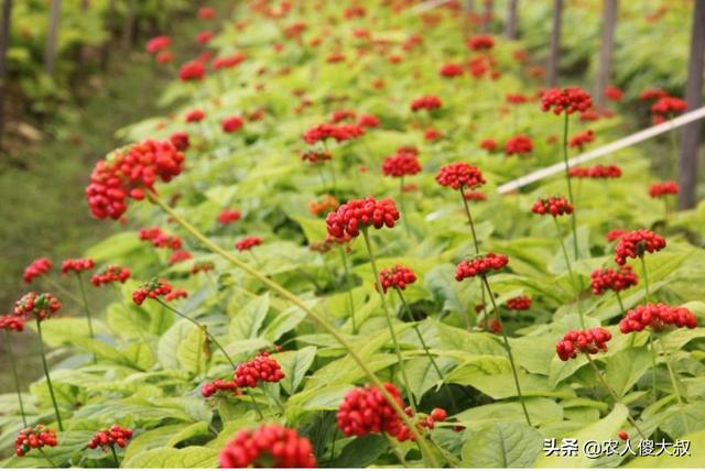 草参种植条件和方法，草参种植条件和方法视频