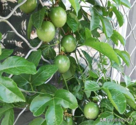 阳台种植百香果的方法,阳台种植百香果的方法和技巧