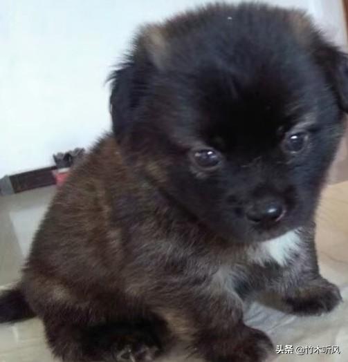 怎样能讨狗狗喜欢,第2张