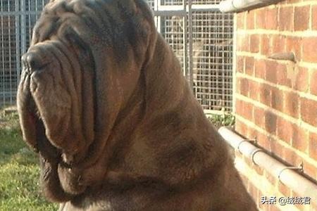 各种大型猛犬一览,第12张