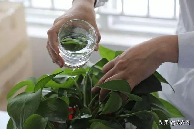 植物根的生长方向与浇水方向有关吗