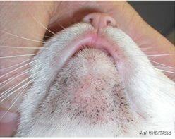 猫粮什么牌子好又便宜当然不要太廉价的啊