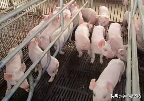 畜禽饲料污染与控制-畜禽饲料污染与控制论文