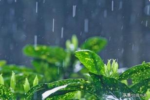 描写春雨的情景_描写春雨景的优美段落