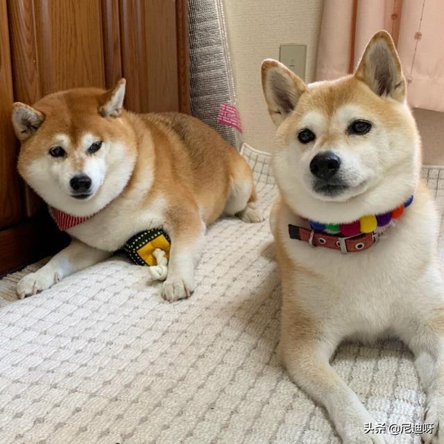 家里新来一只狗狗，两只狗要怎么相处啊,第3张