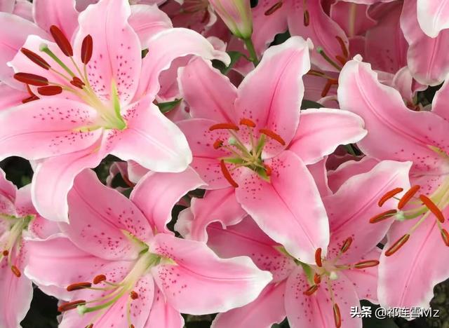 百合花的意义是什么（百合花搭配什么花好看）